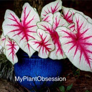 Caladium BULB 'Fiesta' Size #2(3 bulbs)